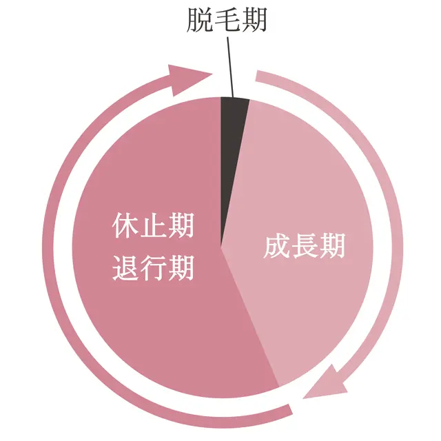 まつ毛の毛周期