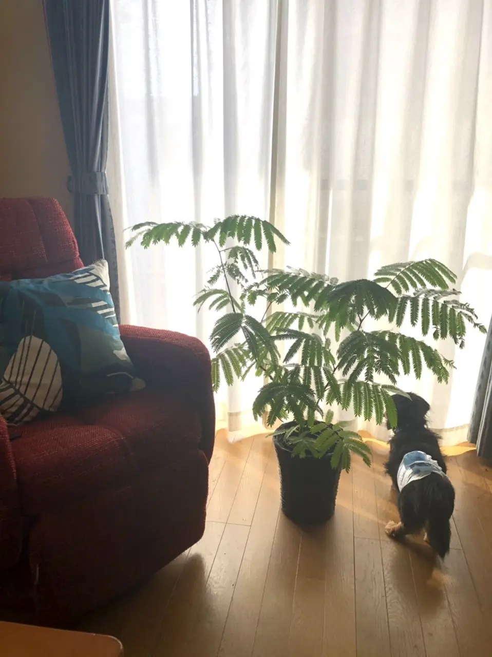 エバーフレッシュ