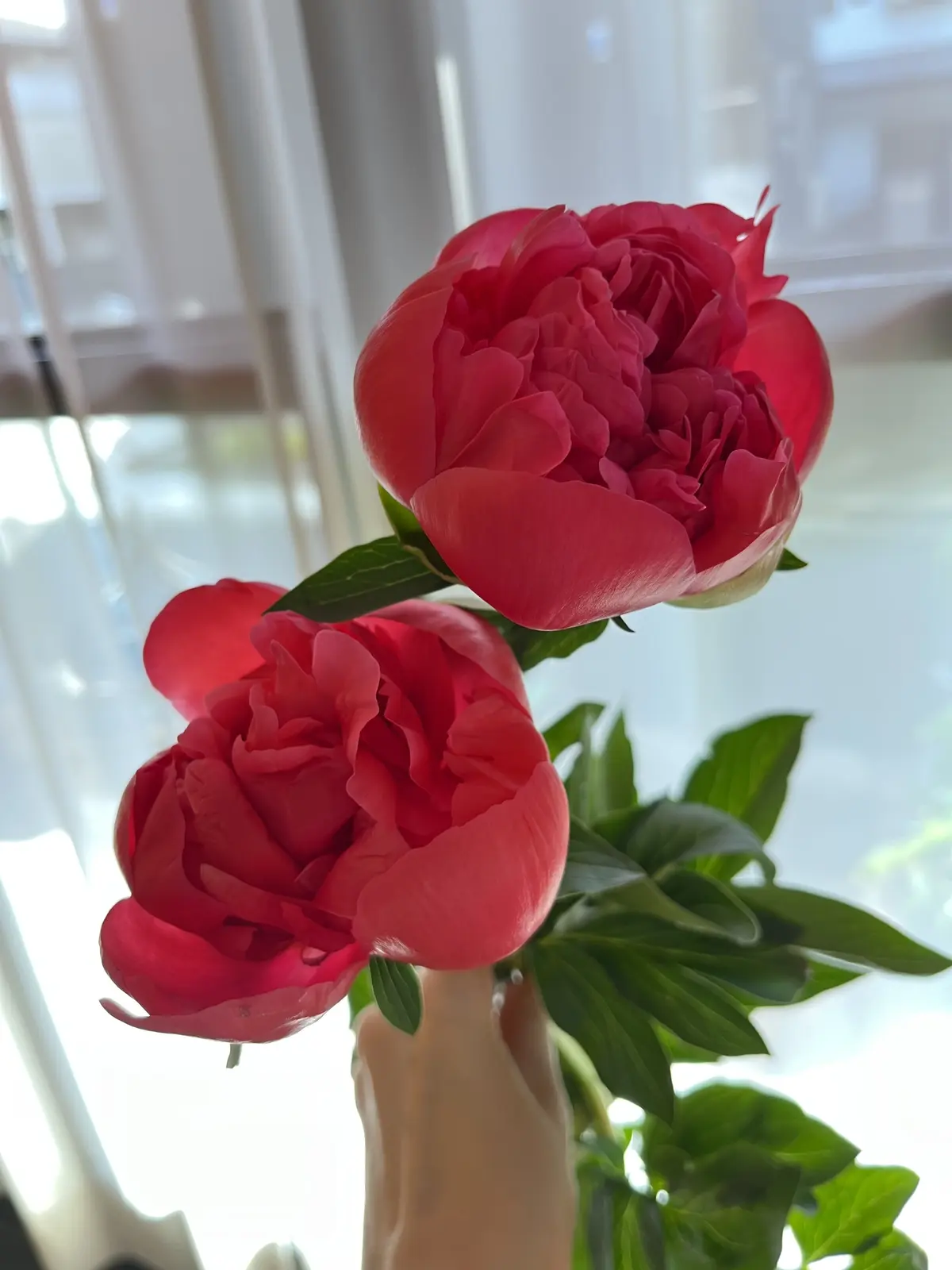 吉祥寺でのあれこれの画像_11