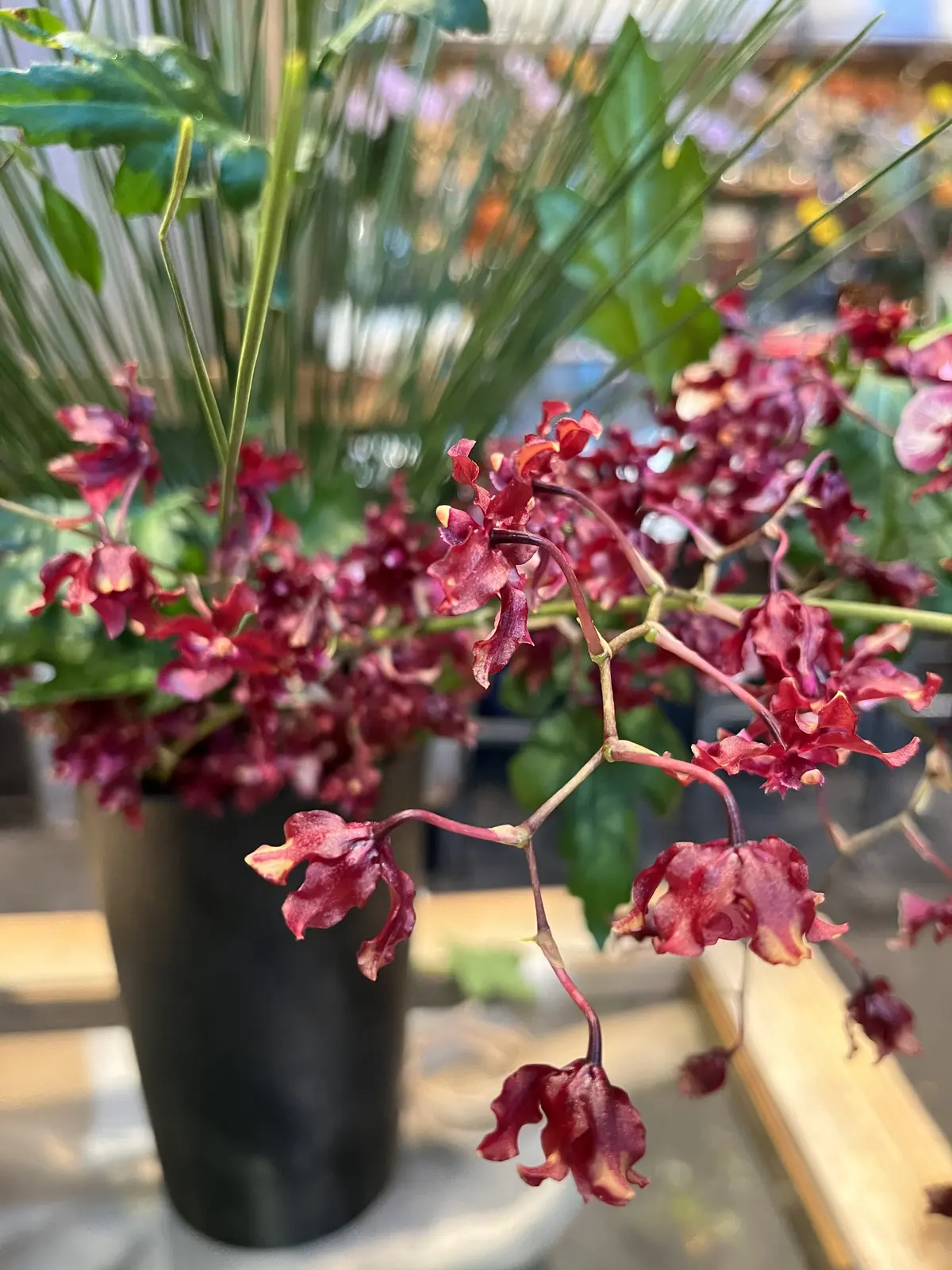 2024年、始まってますね。の画像_5