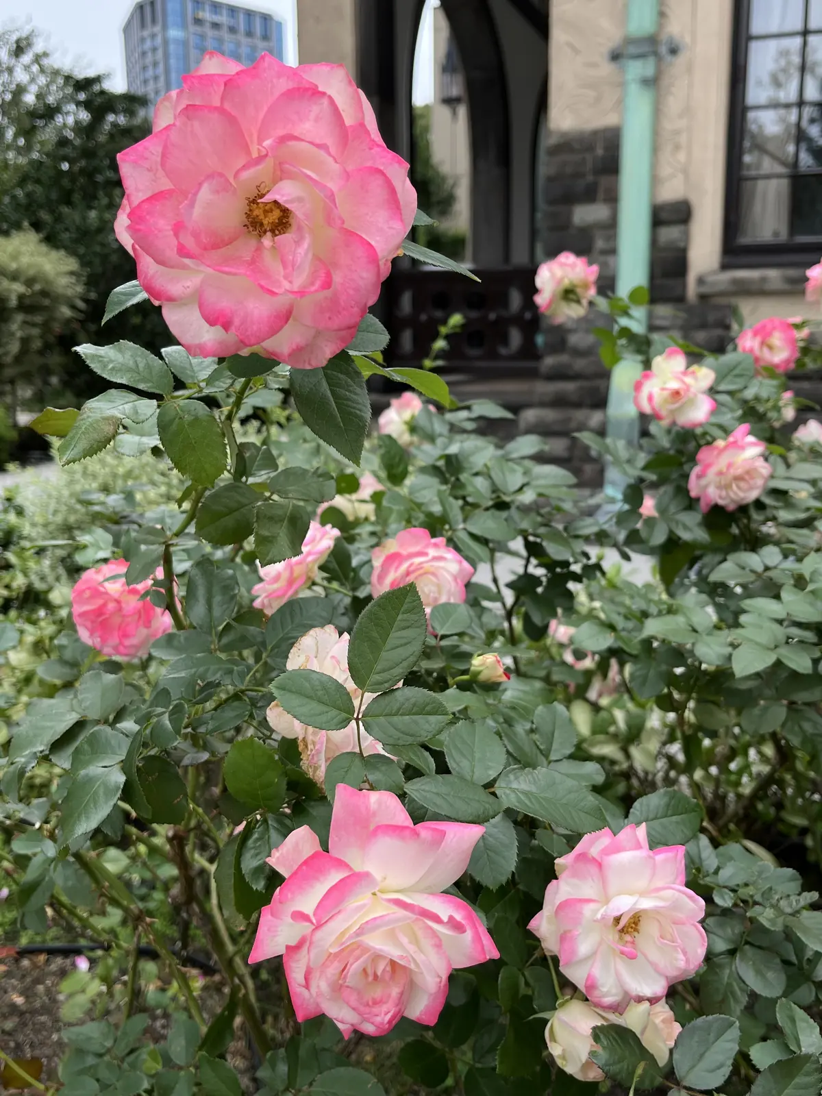 バラとアフタヌーンティーを楽しみにお気にの画像_5