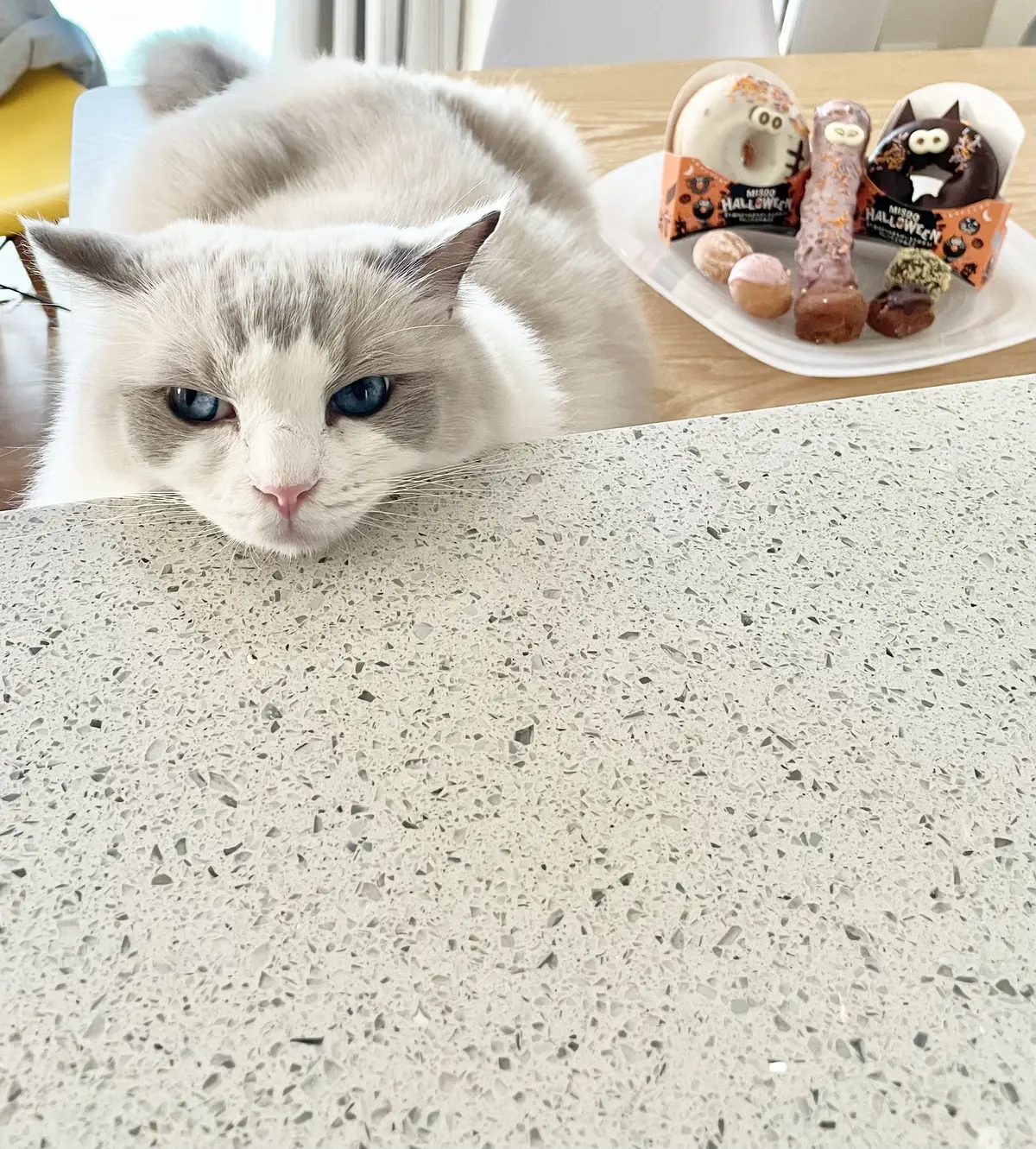 猫　下の子とミスタードーナツ