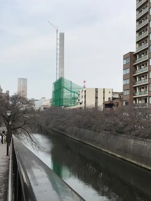 目黒川の桜の様子