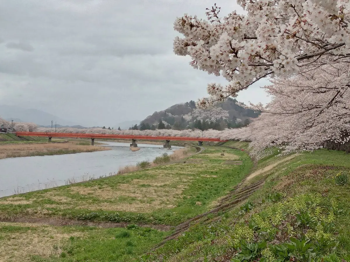 遅ればせながら、北国の桜が満開です。の画像_1