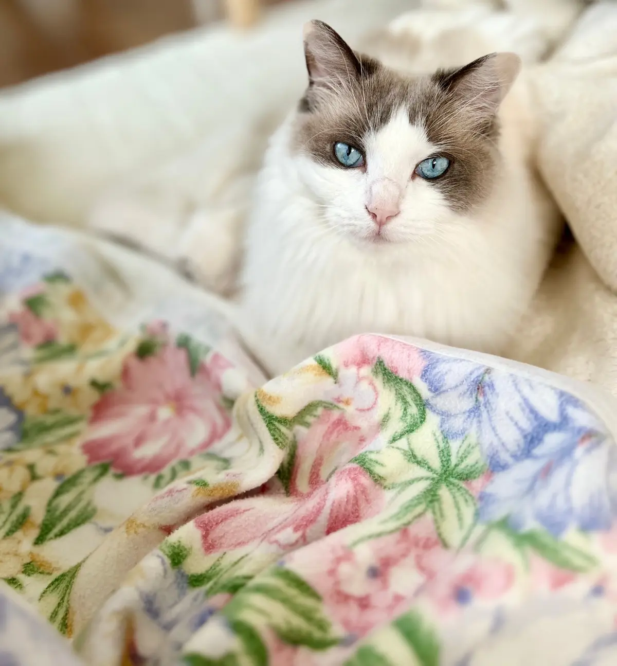 日中の花柄の毛布と上の子（猫）