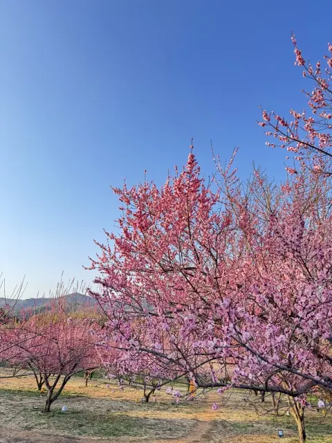 梅さんぽ♪春の香りに包まれた紅白梅が美しの画像_5