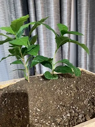 NESPRESSO ネスプレッソ リサイの画像_1