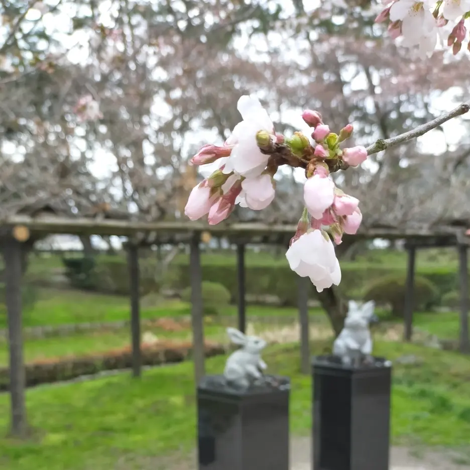 出雲大社の画像_4