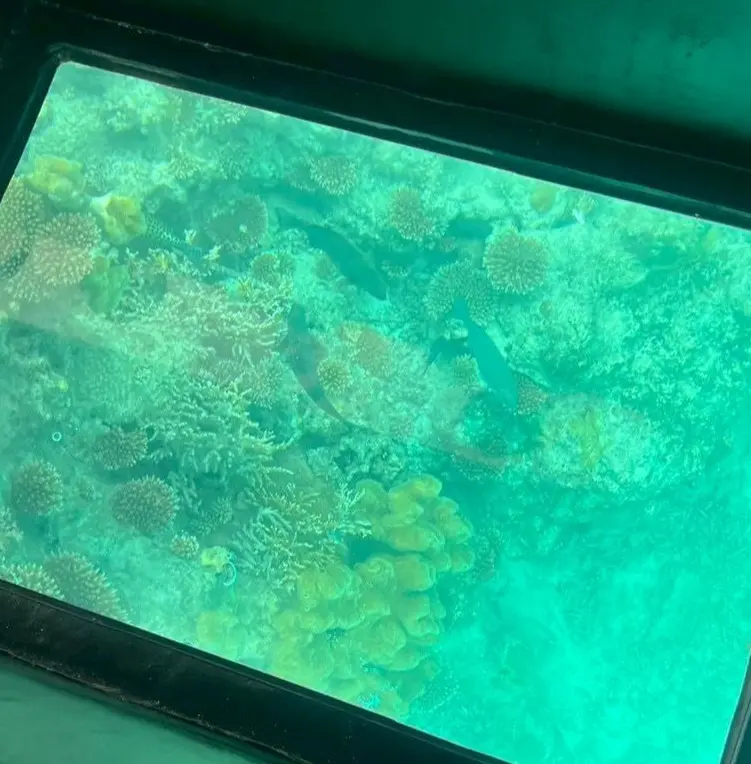 カラフルなサンゴ礁。見えますか？かわいい魚たち！