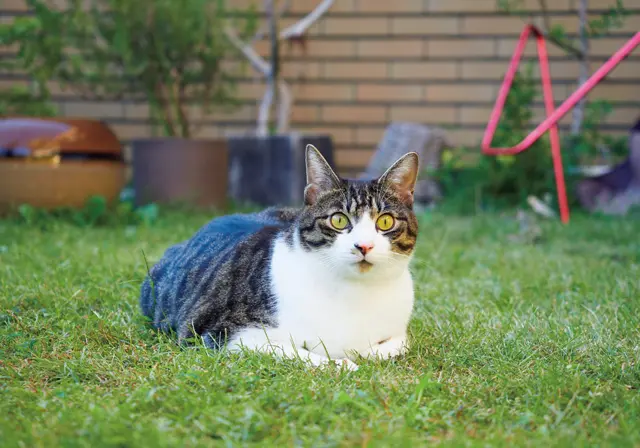 ハットリ　雑種 2歳・♂