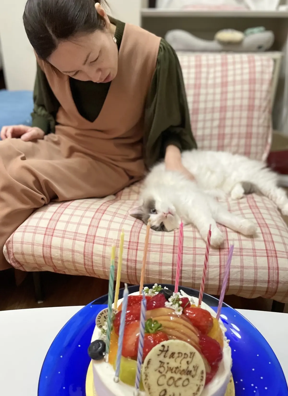 猫　上の子　妹