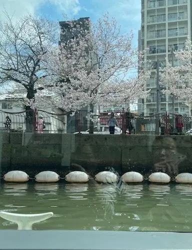 横浜みなとみらい　桜クルーズの画像_9