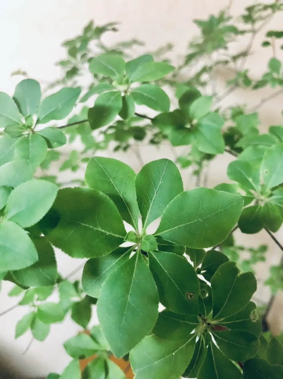 ドウダンツツジ