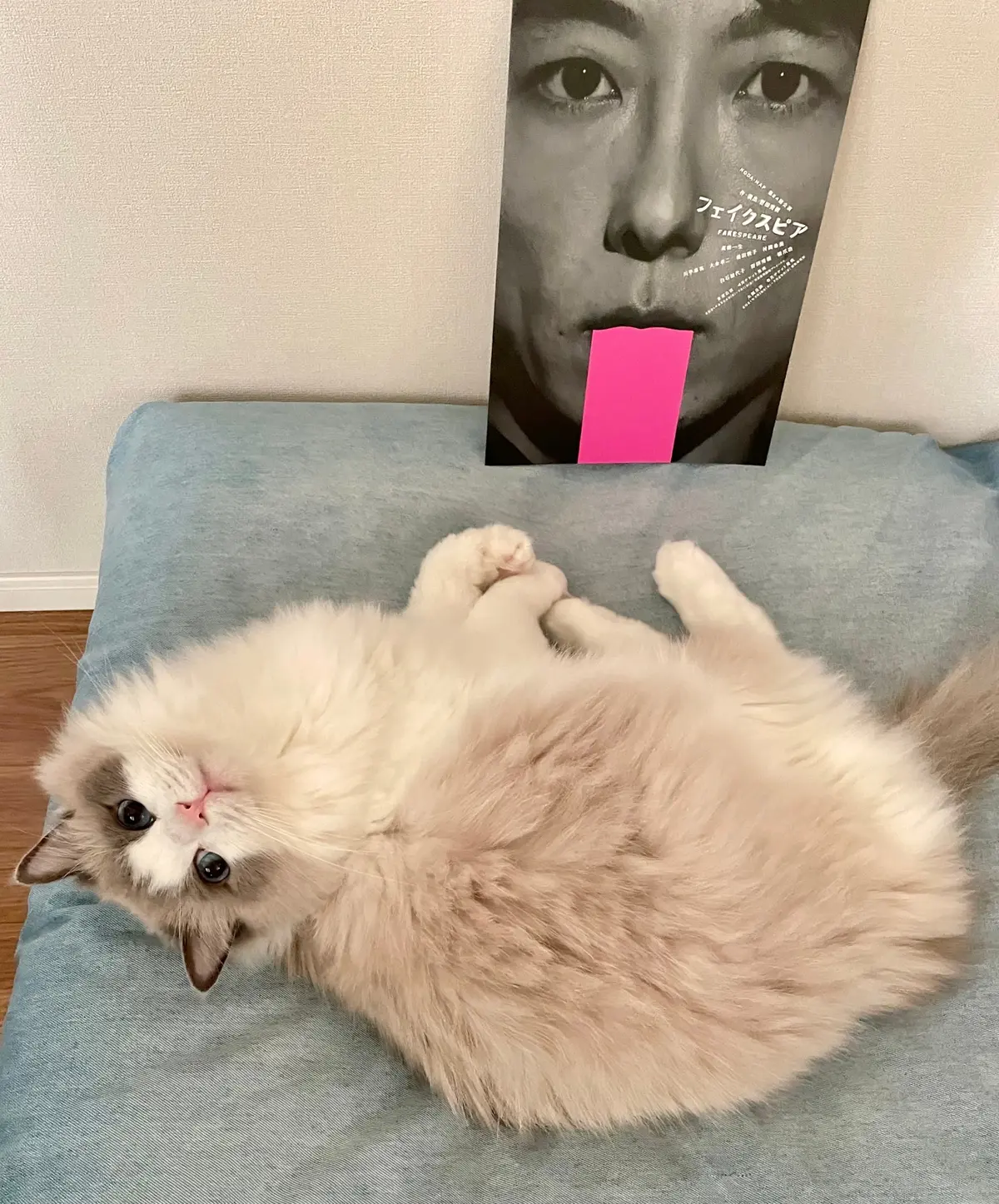 猫とパンフレット