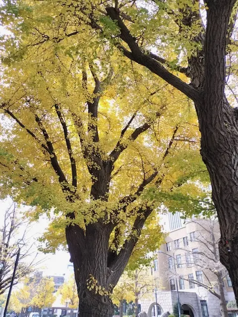 見納め紅葉～中華街から横浜街歩きの画像_11