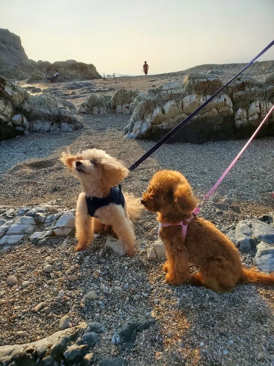 ワンコと一緒に海へお出かけの画像_5