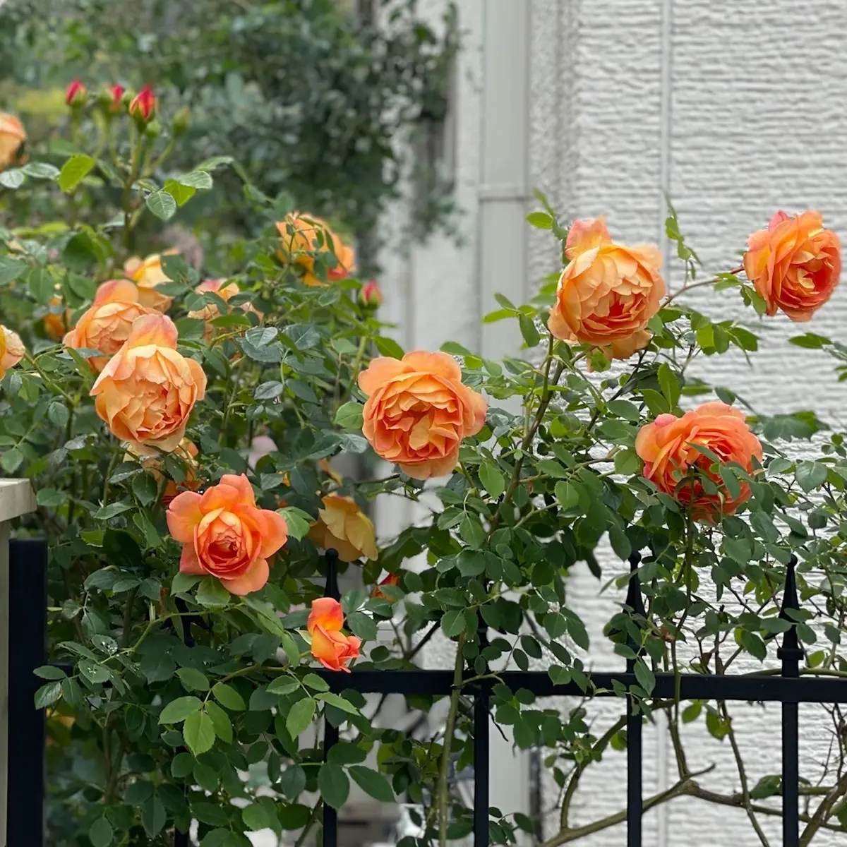 チームJマダム　インテリア　お花のある暮らし