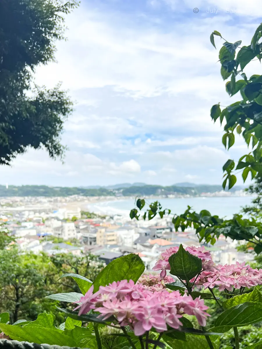 【鎌倉の紫陽花】2025.5.25撮影の画像_2