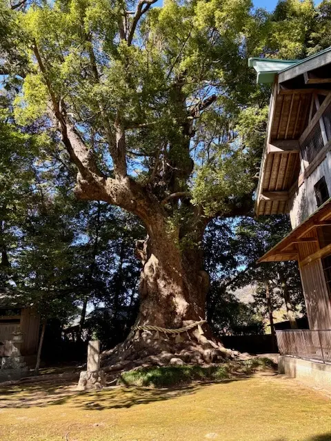 伊豆へ河津桜を見に行ってきました♪の画像_3