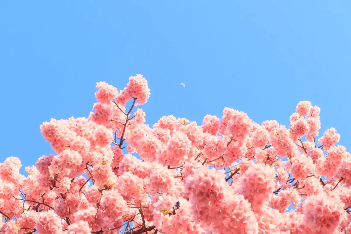 2月が満開　河津桜を見に熱海旅行への画像_3