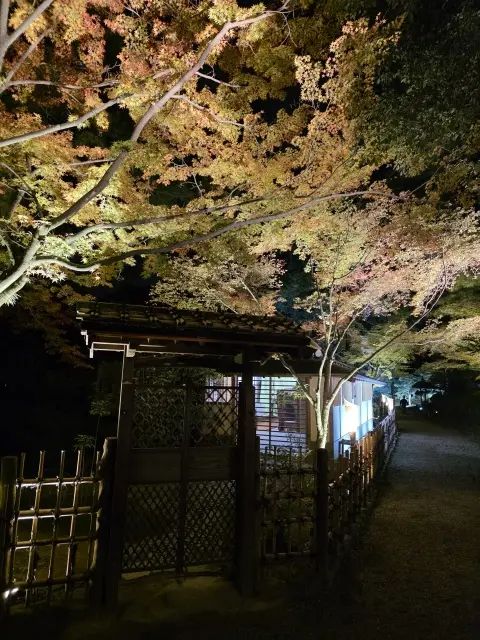 栗林公園ライトアップの画像_5