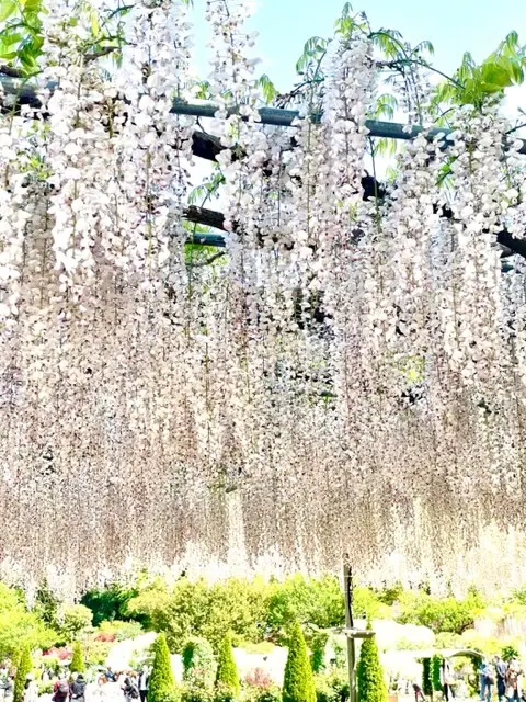 薄いピンクの藤の花　藤棚