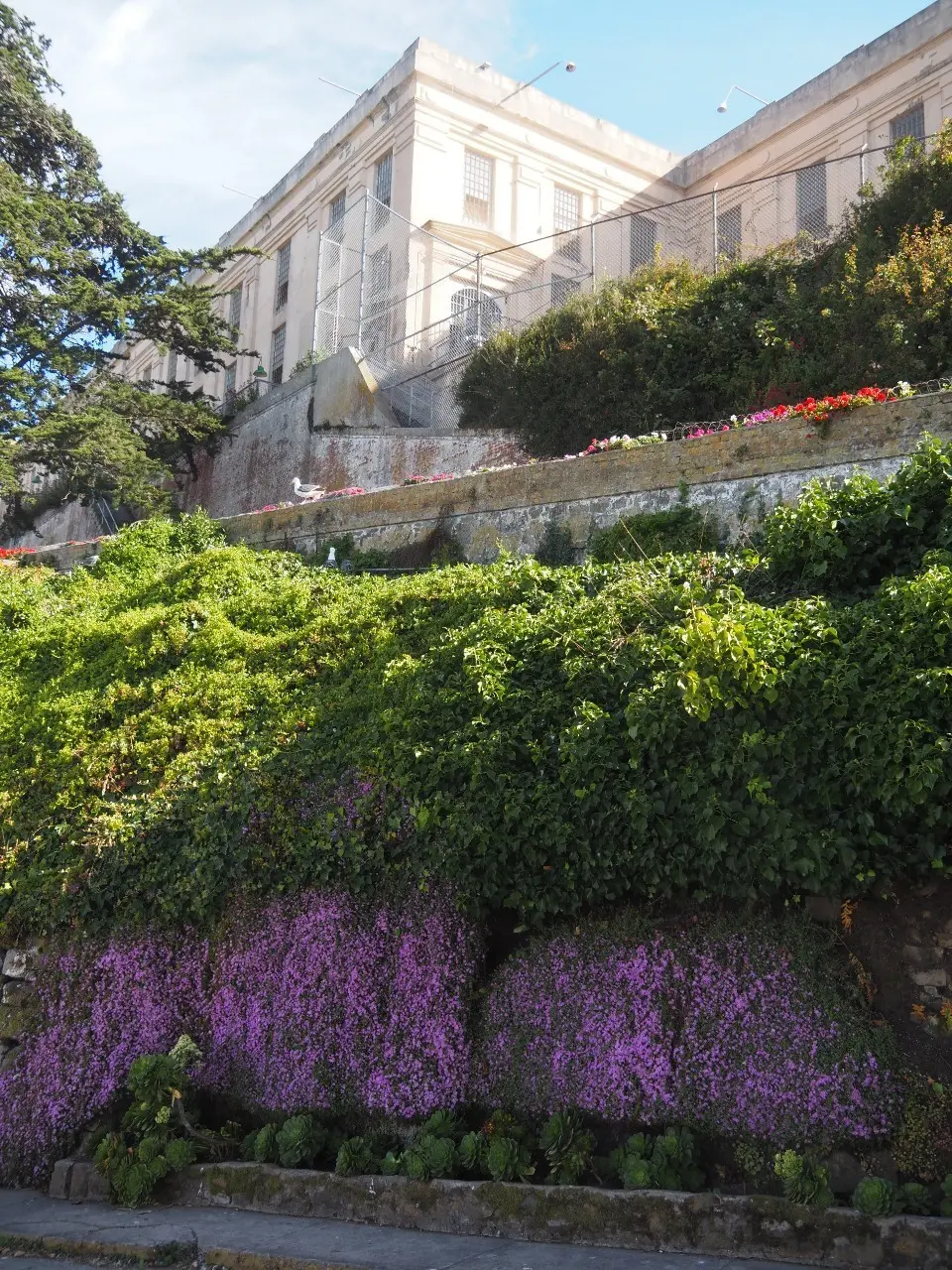 30年の時を経て…San Francisの画像_8