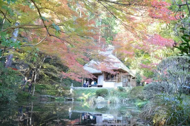 秋を探し求めて…紅葉に大銀杏に、行列の出の画像_4