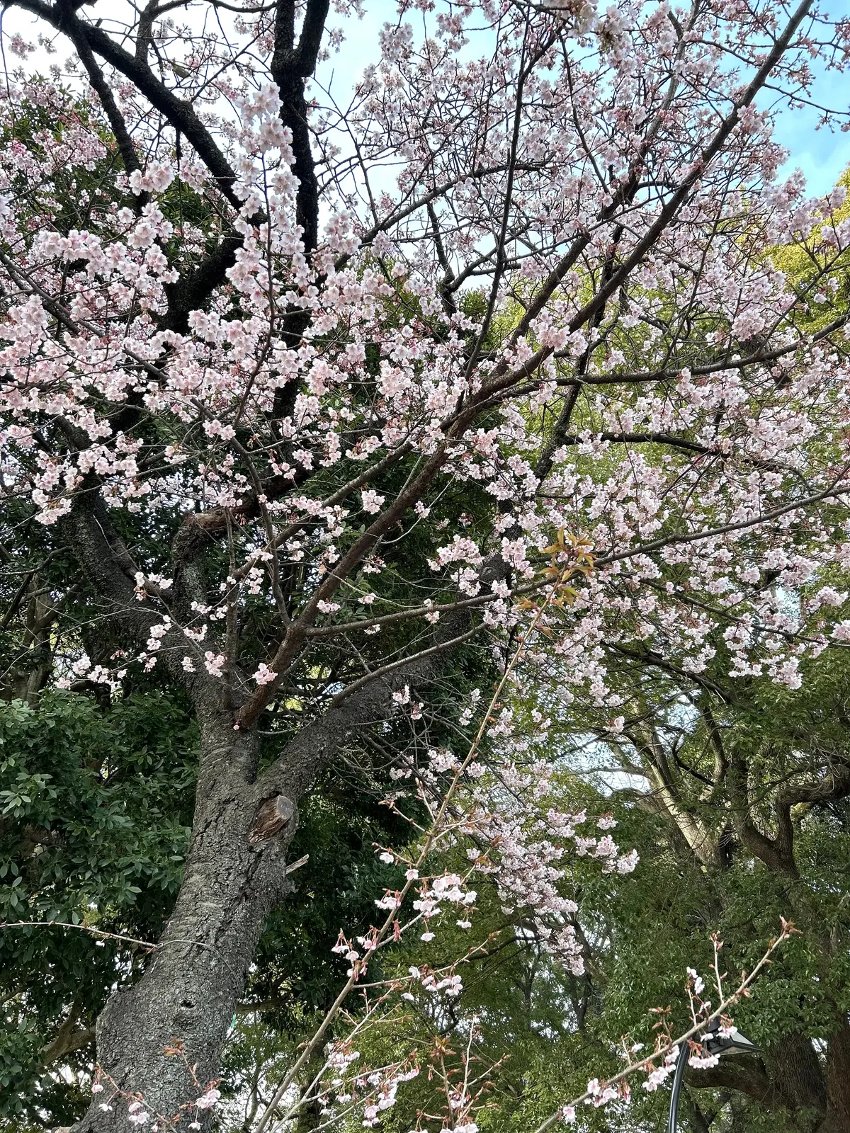 ひと足お先に上野公園でお花見散歩の画像_10