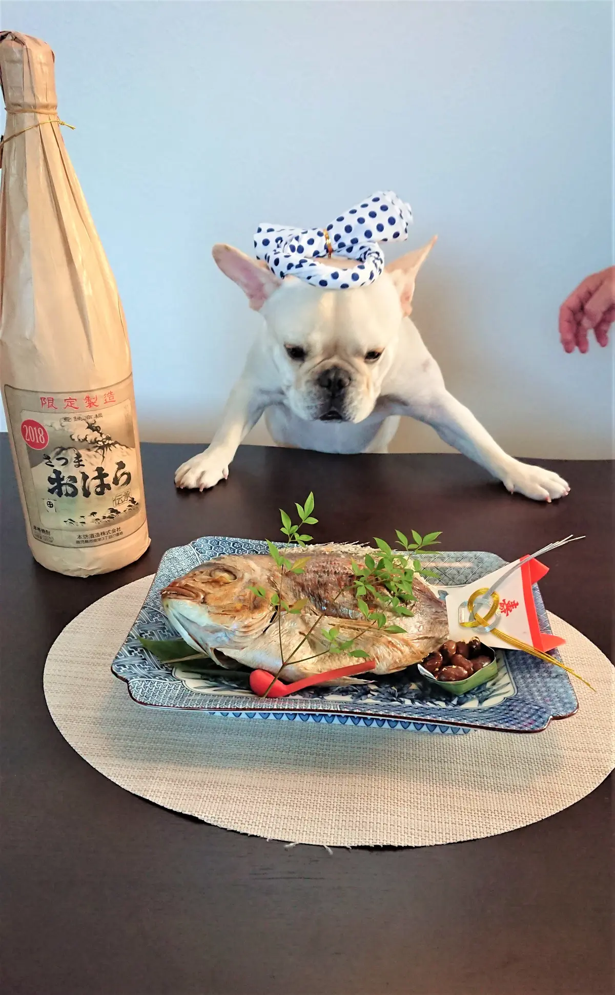 愛犬伝助　お祝いの鯛をじっと見つめる