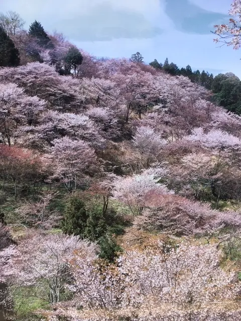 奈良吉野の千本桜と西宮夙川公園の桜♪の画像_1
