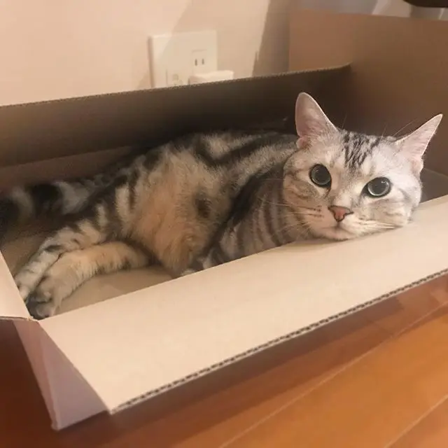 箱、LOVE!の画像_2