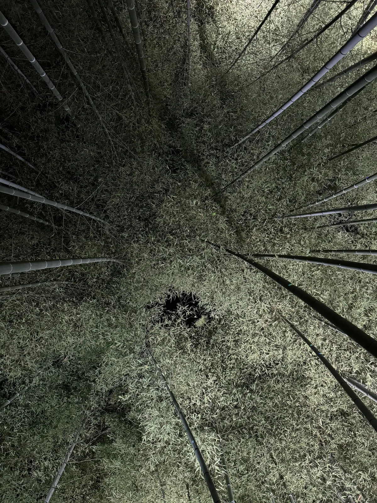 雪待月の京都旅行(前編)〜夜の石塀小路との画像_12