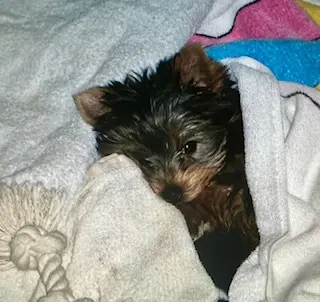 エクラ 華組　豊田真由美さんの愛犬