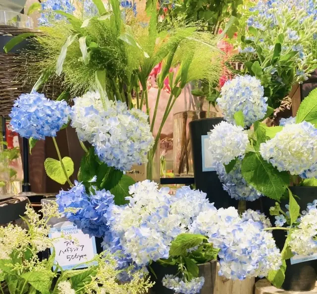 6月6日は紫陽花の日✨初夏のお気に入りホの画像_3