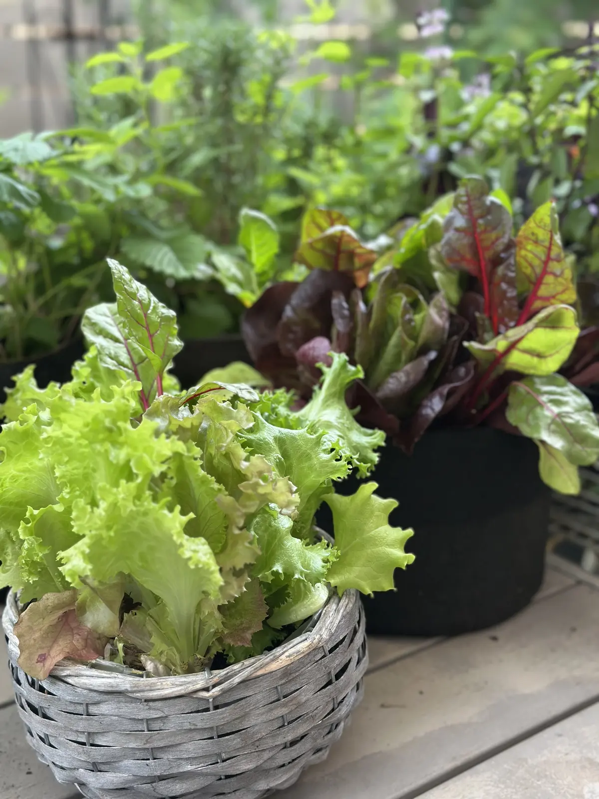 我が家のルーツポーチガーデンの画像_6