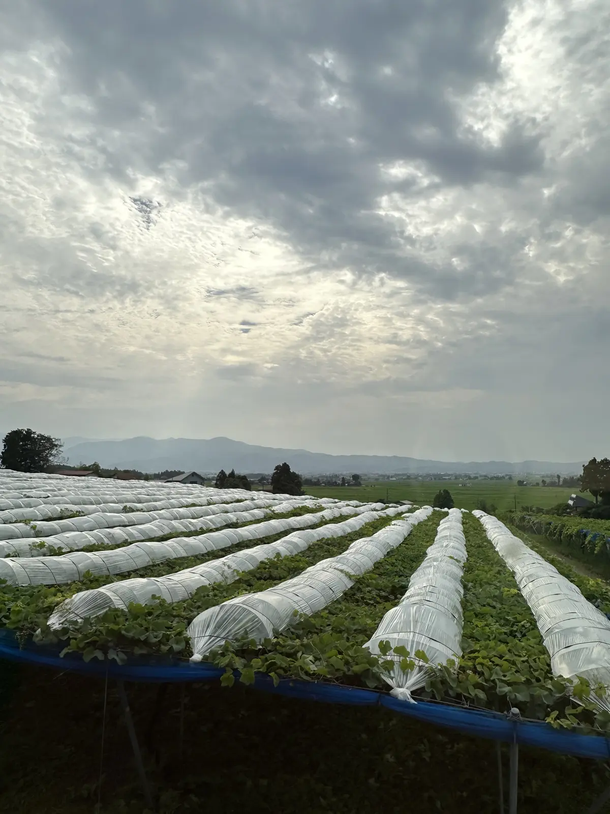 125年の歴史を誇る新潟のワイナリーを訪の画像_2