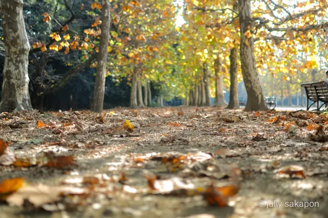 【さかぽんの冒険】プラタナス並木で ほっの画像_1