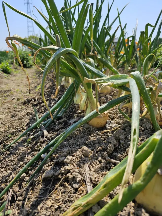 春の畑からの画像_3