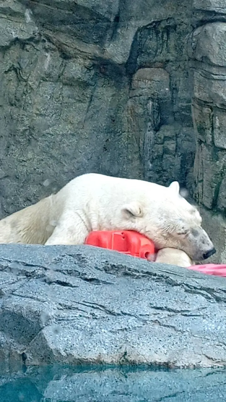 男鹿水族館GAOのシロクマさん