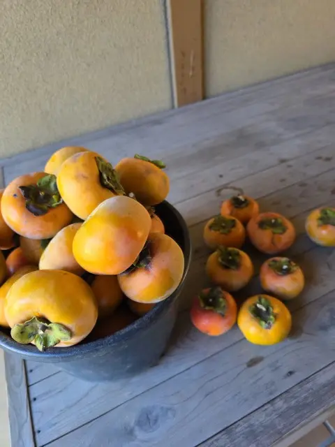 秋の収穫の画像_2