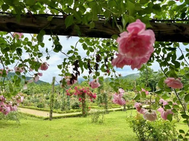 美しいバラに魅了された日♡の画像_7