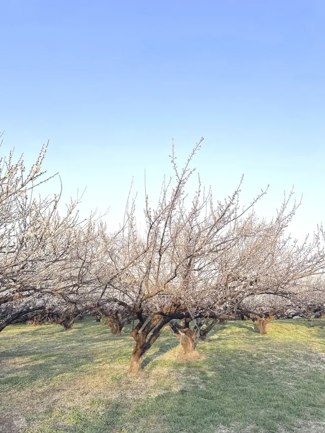 梅さんぽ♪春の香りに包まれた紅白梅が美しの画像_6