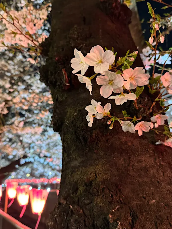 目黒川のお花見への画像_4