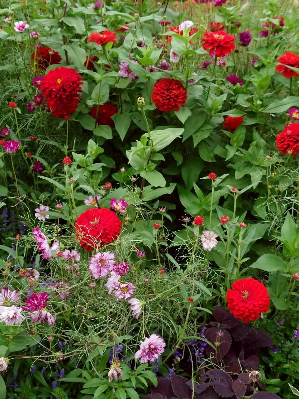 里山ガーデンフェスタ