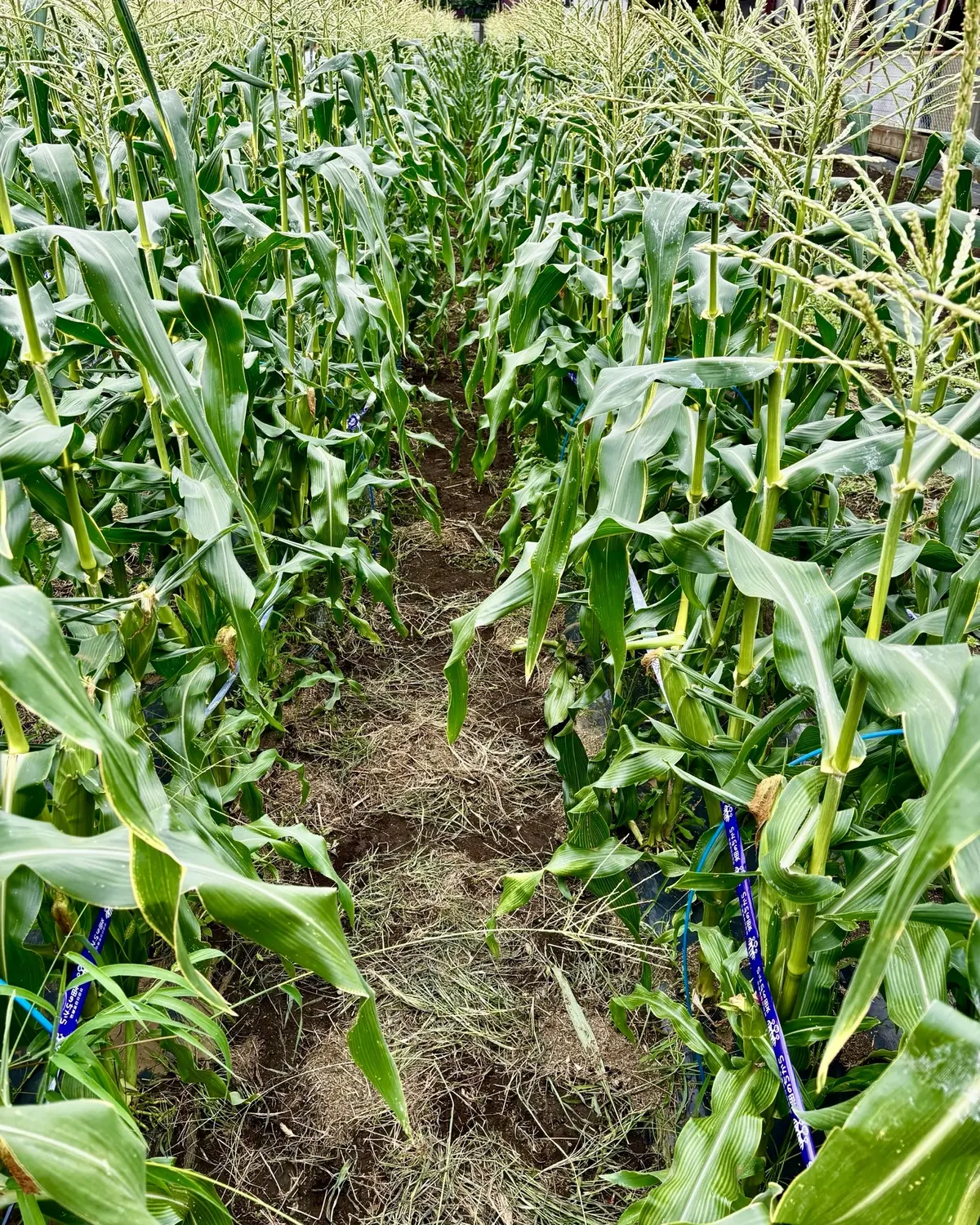とうもろこし畑