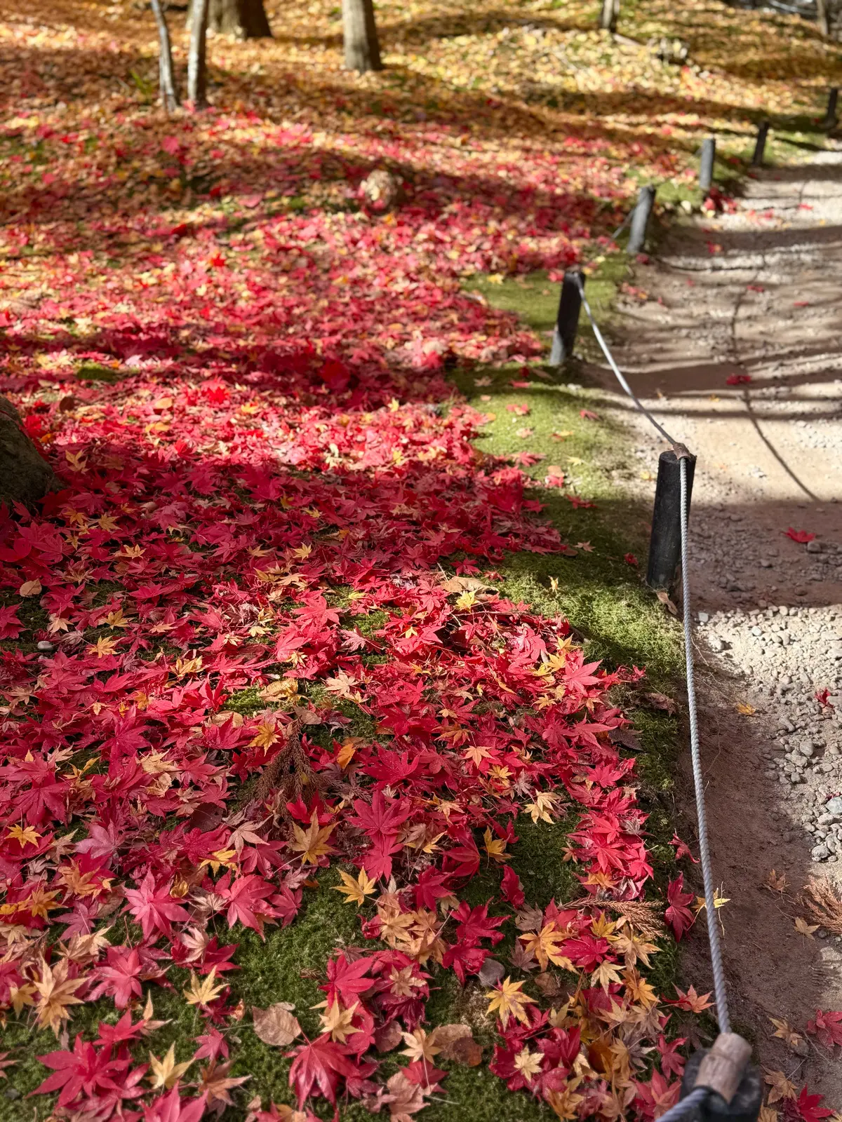 宮城県松島　円通院　伊達光宗　境内　紅葉　瞑想の庭