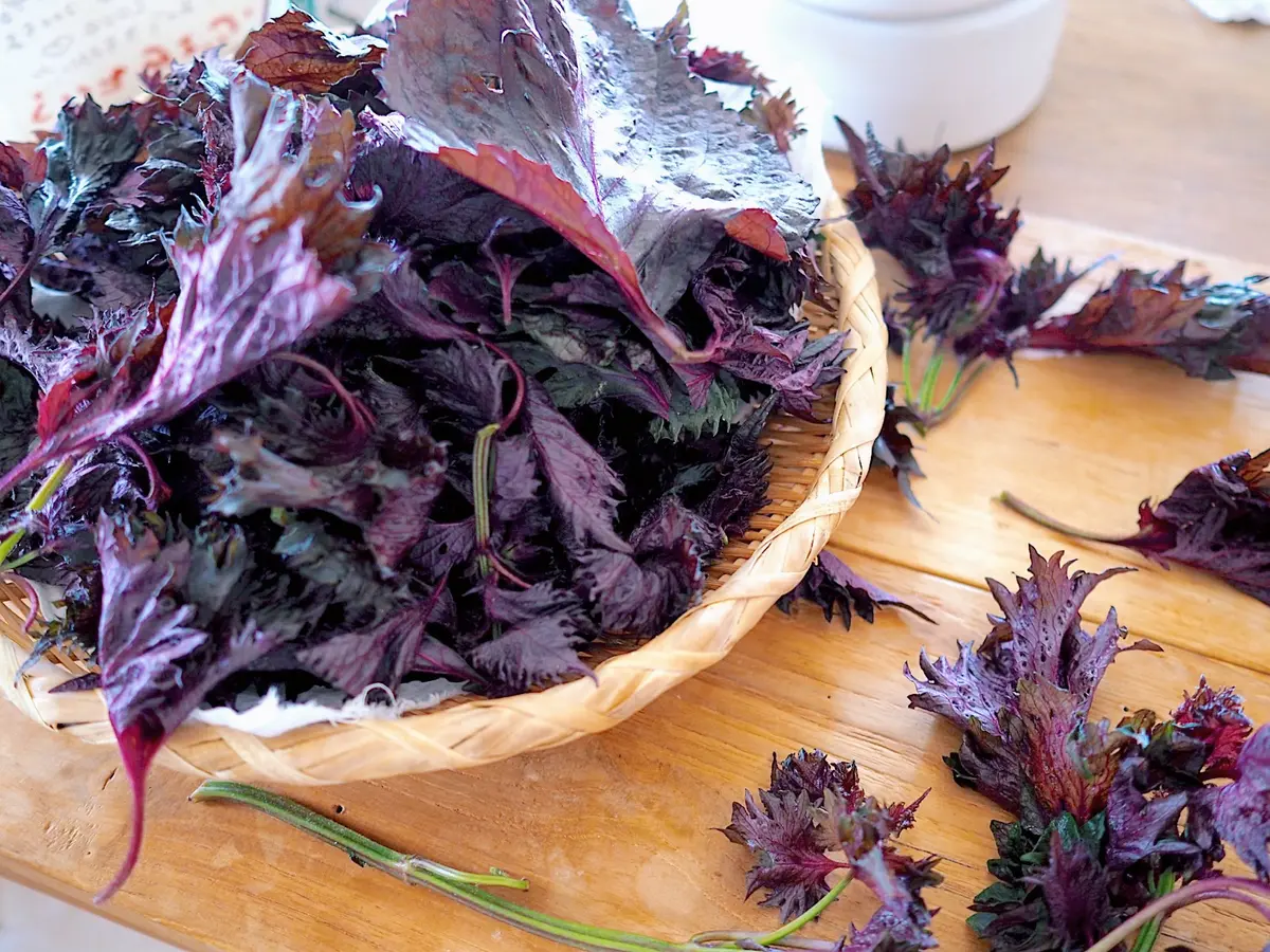 一年に一度の特別な季節に♪梅しごと梅づくの画像_2