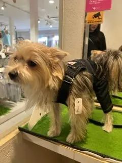 試着が嫌いなゾーイちゃん