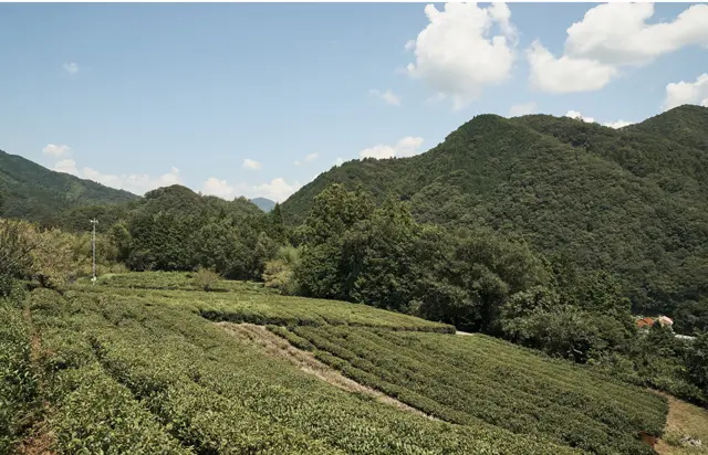 この地方では昔から家々が茶の木を育て、自家製のお茶を飲み、ふるまう習慣があるなど独自の文化があり、随分昔から「オーガニック農業」が根づく豊かな土地